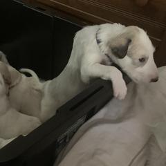 Borzoi Puppies from Marian Broadhurst