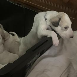 Borzoi Puppies from Marian Broadhurst