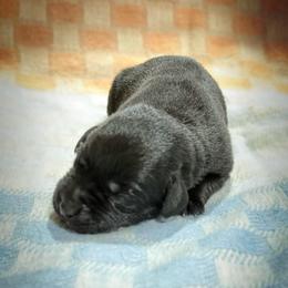 Bunny - Black female Labrador Retriever puppy in Isle, Minnesota from Dog Ear Outfitters