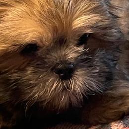 Paris - Shih Tzu