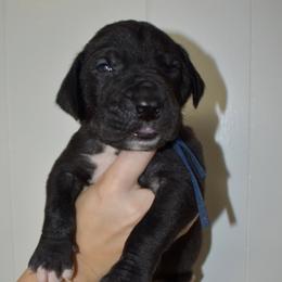 Jack Daniels - Black and white male Great Dane puppy in Chapmansboro, Tennessee from Balthrop Bend Farms