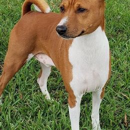 Basenjis from Rhonda's Basenjis