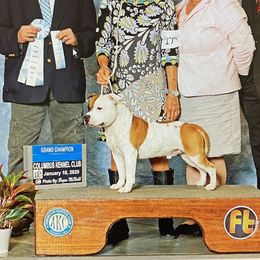 Chubb - Staffordshire Bull Terrier