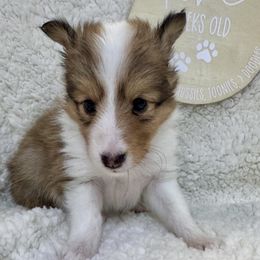 KOKO - Sable & white female Toy Shetland Sheepdog puppy in Livonia, Michigan from M7’s Shelties, Toonies & AussieDoodles