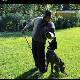 Dutch Shepherd and German Shepherd Puppies from ColesPoliceDogs