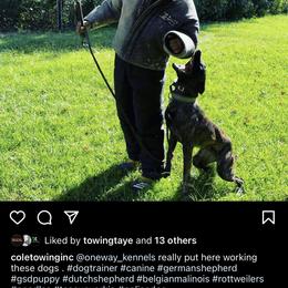 Dutch Shepherd and German Shepherd Puppies from ColesPoliceDogs