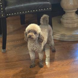 Winston. AKC - Brown male Poodle puppy in Nixa, Missouri from Family Poodles