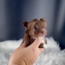 Yoshi - Chocolate and white male Chihuahua puppy in Simpsonville, South Carolina from N&T's Chihuahuas