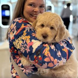 Lucky Country Pickles - Caramel ice male Australian Labradoodle puppy in Wake Forest, North Carolina from Lucky Country Labradoodles