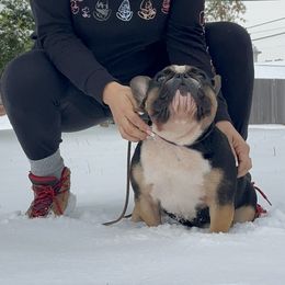 Bucks - French Bulldog