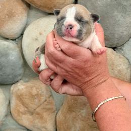 Purple girl - Fawn and white female French Bulldog puppy in New Hampton, New Hampshire from Kismet French Bulldogs