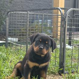 Rottweiler Puppies from Vom Haus Fantasy Rottweiler Kennel