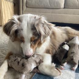Rosie - Miniature American Shepherd