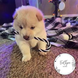 Shiba Inu Puppies from EndThyme Acres