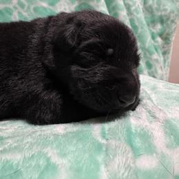 Hershey - Bi-color male German Shepherd puppy in Salem, Virginia from Vom Kylohaus German Shepherds