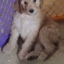 Goldendoodle Puppies from Americana Paws