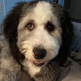 Sheepadoodles from Clevenger’s Sheepadoodle Fur Baby Farm