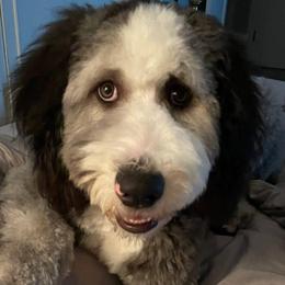 Sheepadoodles from Clevenger’s Sheepadoodle Fur Baby Farm