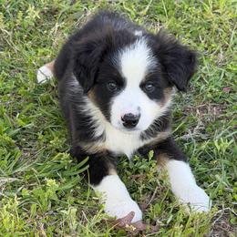 Creek - Black tri male Miniature Australian Shepherd puppy in Baker, Florida from East to Western Aussies