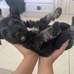 Miniature Schnauzer Puppies from Aria's Miniature Schnauzers