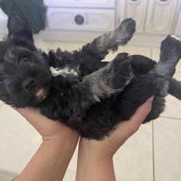Miniature Schnauzer Puppies from Aria's Miniature Schnauzers