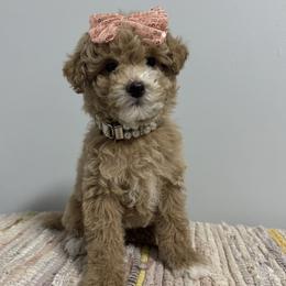 Mint - Apricot female Poodle puppy in Twin Lake, Michigan from Paige's Poodles