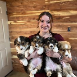 "Opal x Jim " Pembroke Welsh Corgi Puppies from Steele Family Farms