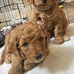 Poodle Puppies from Pepper Potts Puppies