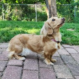 Indy - Dachshund