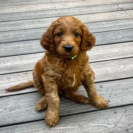 Reef - Red  male Goldendoodle puppy in Sugar City, Idaho from Idaho Sugar Doodle Pups