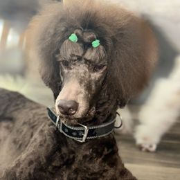 Auggie - Poodle