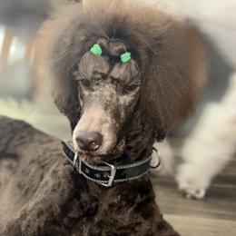 Auggie - Poodle