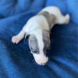 Gerret - White and blue fawn male Whippet puppy in Clinton, Tennessee from Ivanhoe Borzoi