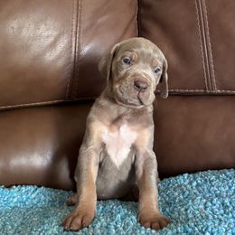 Crowley -Lilac Tanpoint - Chocolate male Great Dane puppy in Morton, Illinois from That Gurl K9s