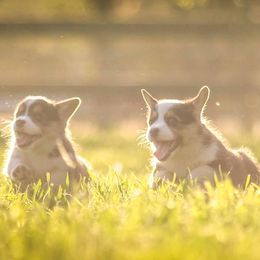 Pembroke Welsh Corgi Puppies from Golden Rose Corgis