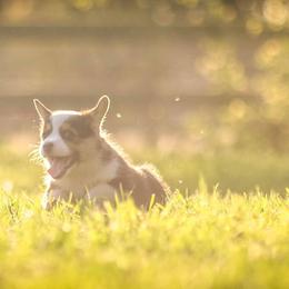Pembroke Welsh Corgi Puppies from Golden Rose Corgis
