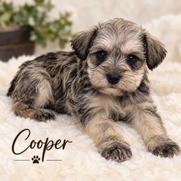 Cooper - Salt and pepper male Miniature Schnauzer puppy in Hull, Georgia from Ardent Miniature Schnauzers of Athens
