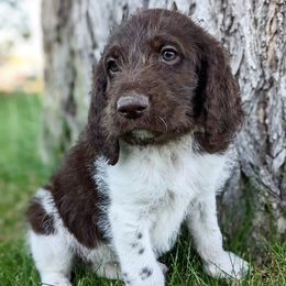 Teal- scaled - Sporty Mix puppy in Snowflake, Arizona from Az Mountain Doodles