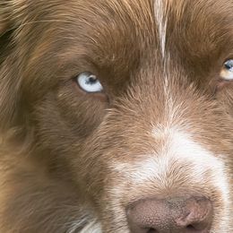 Punky - Miniature Australian Shepherd