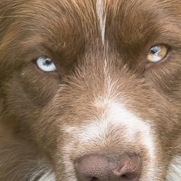 Punky - Miniature Australian Shepherd