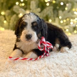 Nutcracker (male) - Tri-color male Bernedoodle puppy in Bellville, Ohio from Bernedoodle Buddies