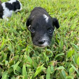 Black White F - Black and white female Aussiedoodle puppy in Bee Branch, Arkansas from Scroggins Creek Doodles