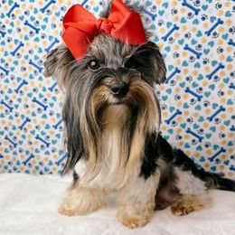 Nadia - Biewer Terrier
