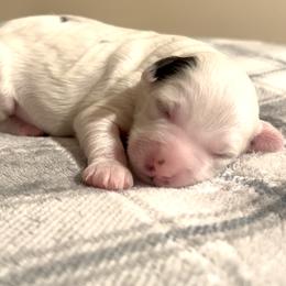 Milo - Black and white male Bernedoodle puppy in Lima, Ohio from Hommel’s Mini Darling Doodles