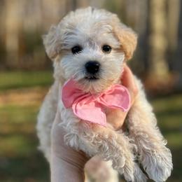 Schnoodle puppies from Growing Puppies
