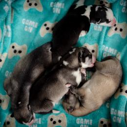 Siberian Husky Puppies from Ivie Huskies
