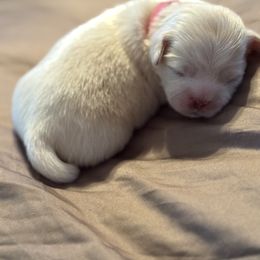 Pink Collar - Cream female Lhasa Apso puppy in Port Royal, Virginia from Hearth and Hound Family Farms