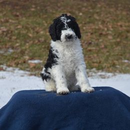 Goldendoodle Puppies from Happy Valley Doodles
