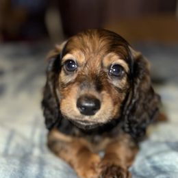 Santa Paws - Red Dachshund puppy in Cisco, Texas from Hailey's Doxies
