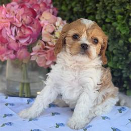 Penny - Blenheim female Cavapoo puppy in Colorado Springs, Colorado from Shining Star Doodles